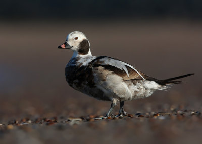 Long-tailed Duck