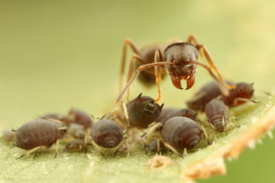 An Ant milking Lice