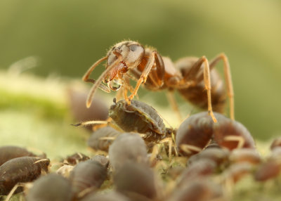 An Ant drinking a drop of Honeydew