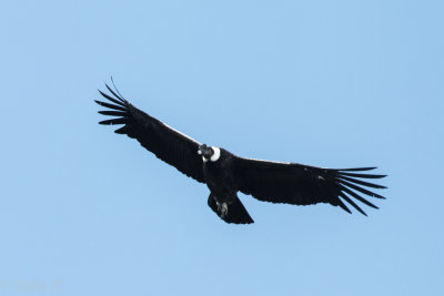 Birds in South America