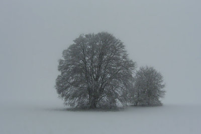 Trees in first snow