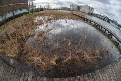 Pond