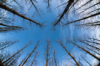 Trees