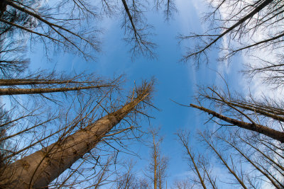 Trees