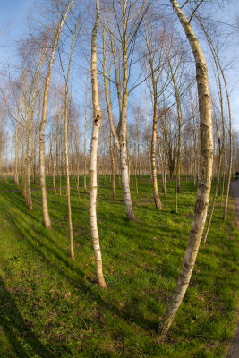 Birch trees