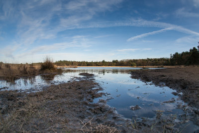 Pond