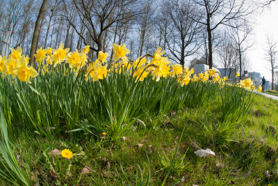 Daffodils