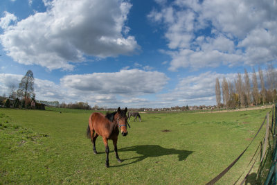 Horses