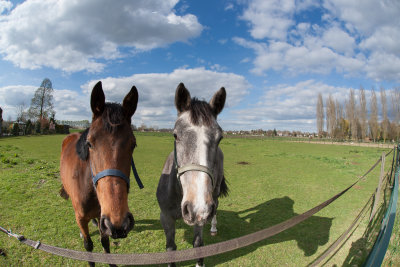 Horses