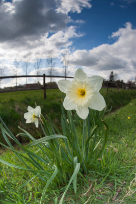 Spring