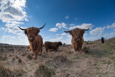 Highland cattle