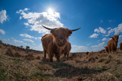 Highland cattle