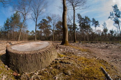 End of a tree