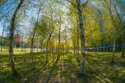 Spring!