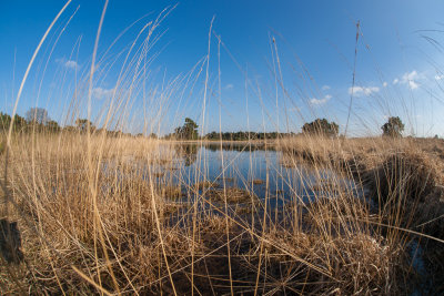Pond