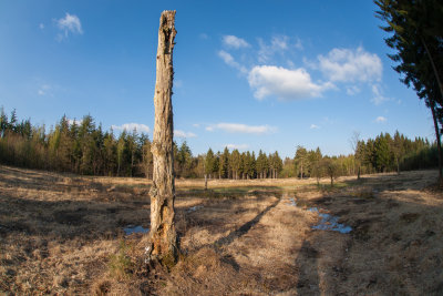 Dead tree