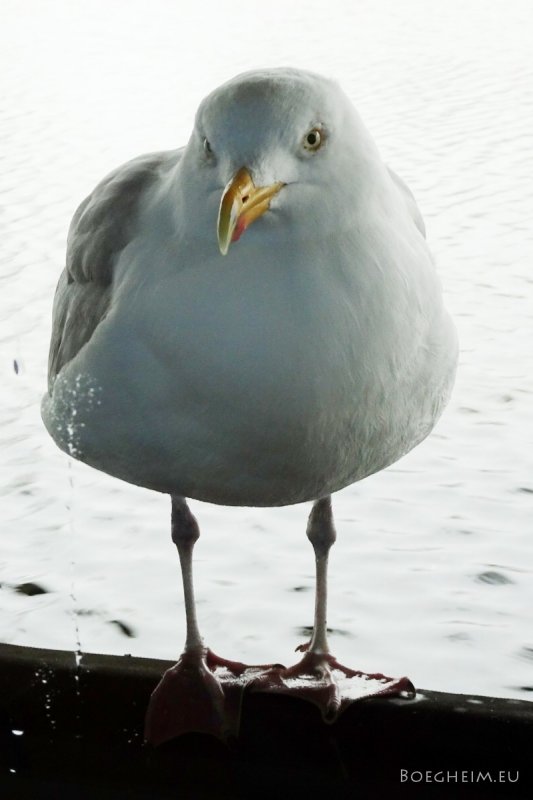 Day 026 Seagull