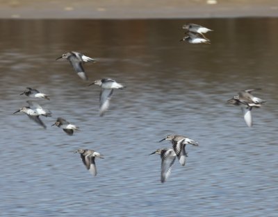 Dunlins and Least Sandpipers 