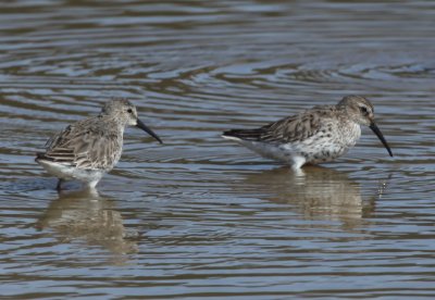 Two Dunlins