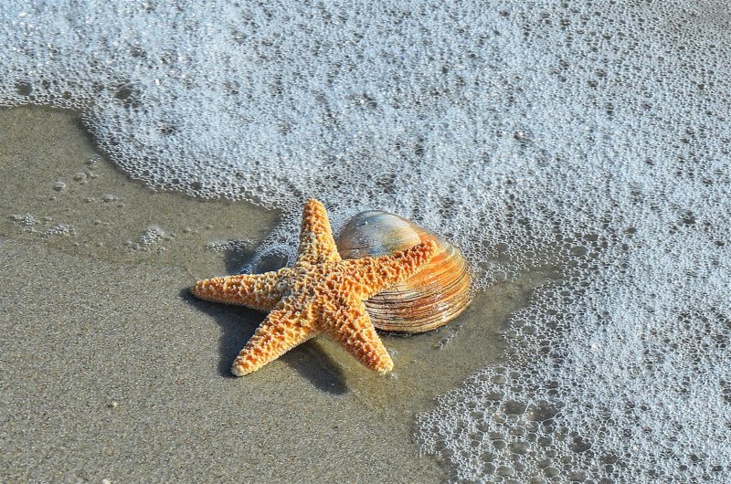 Stars of the Beach