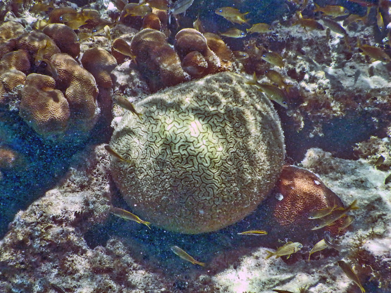 Snorkeling a reef off of Green Island - Brain Coral