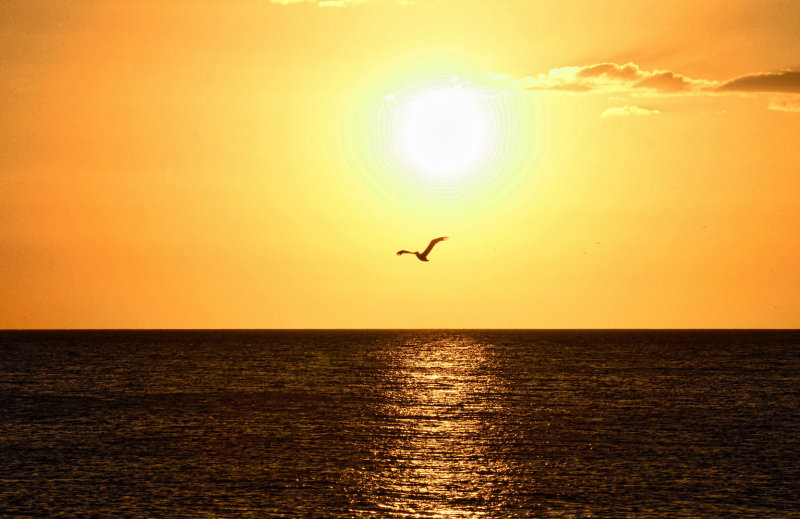 A lone Pelican heading to the nest at sunset