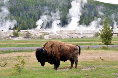 Yellowstone, Rushmore Tour (SD, WY, MT, ID, UT) '13