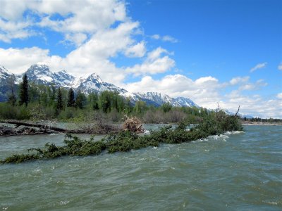Dodging river debris