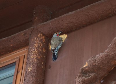 Woodpecker making his own entrance