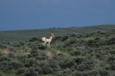 Pronghorn Sheep in Wyoming