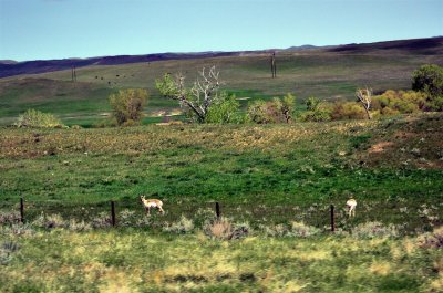 Pronghorn Sheep along the highway, Wyoming