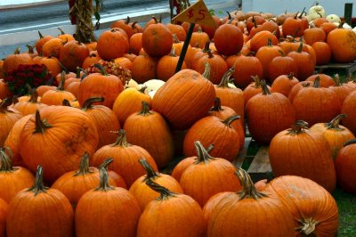 Someone's hiding in the Pumpkin Patch - probably Linus
