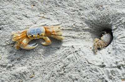 Sand Crab & Son