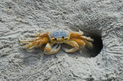 Sand Crab out of his hole