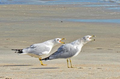Gulls squawkin' & walkin'
