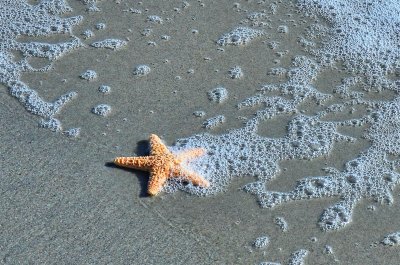 Star of the Beach
