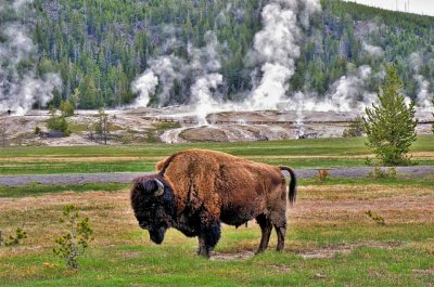 Lone Bull Bison grazing at Yellowstone
