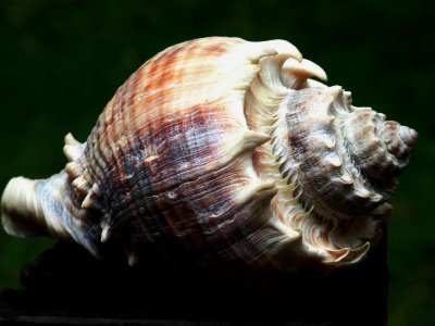 Crown Whelk shell
