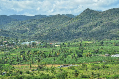 Banana Plantation