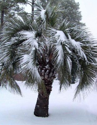 Occasional Snow on the Palmettos