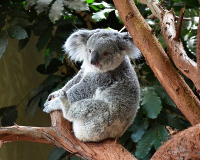 Koala at Riverbanks Zoo