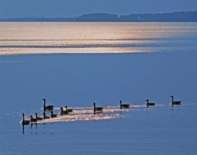 Canadian Geese wintering on Lake Murray