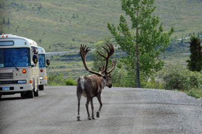 Caribou holding up traffic in Denali National Park