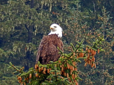 Bald Eagle checking out all the tourists in Juneau