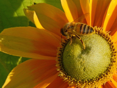 Bumble Bee on a Dahlia