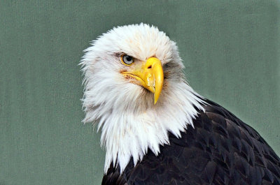 Injured Bald Eagle