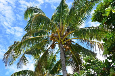 Falling coconuts are a real hazard all over the South Pacific
