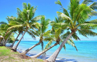 Palms leaning to the sea on Western Samoa
