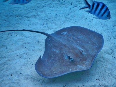 A Ray in the Bora Bora Lagoon - he felt like velvet