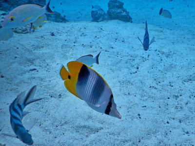 Beautiful tropical fish all around